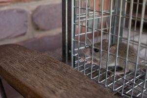 害虫・害獣の代表的な3種類とそれぞれが及ぼす被害