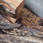 害虫・害獣駆除の料金相場と見積もりを取る際の注意点とは